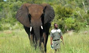 Explore the Top Attractions in Victoria Falls