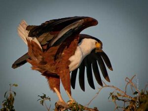 Fish Eagle