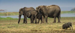 Elephants on a Safari Game Drive