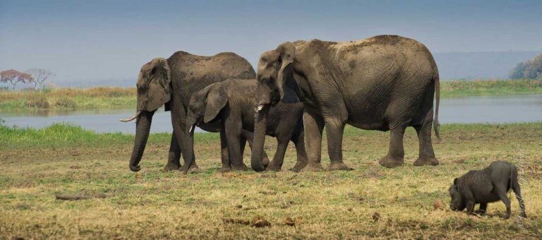 Elephants on a Safari Game Drive