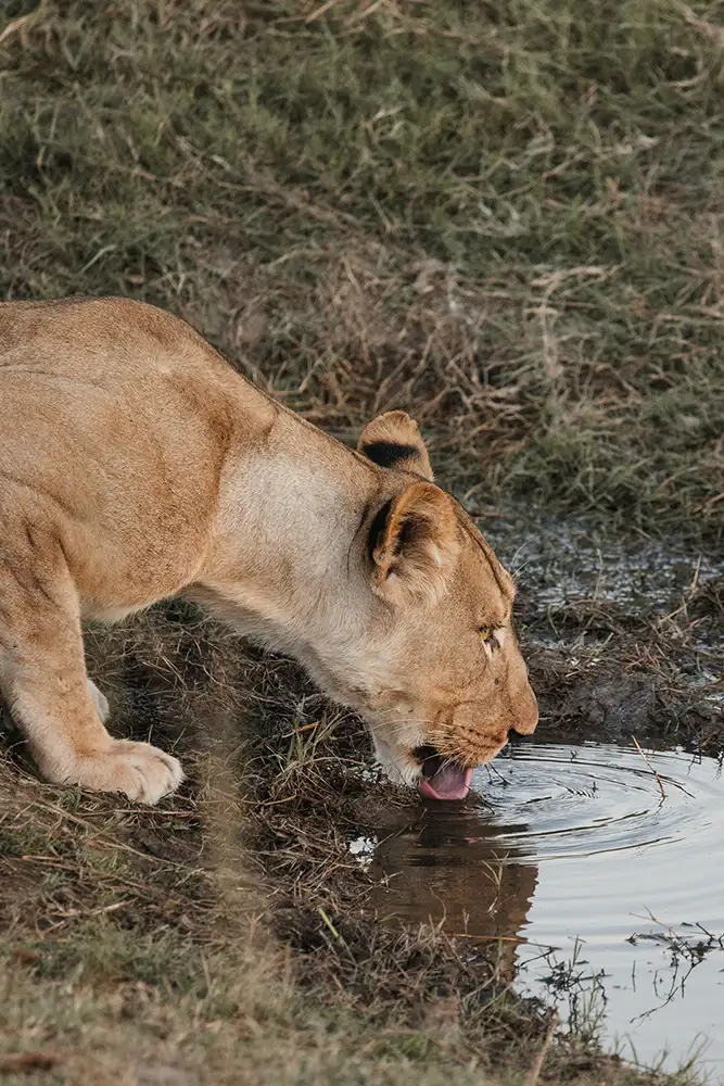 Game drive