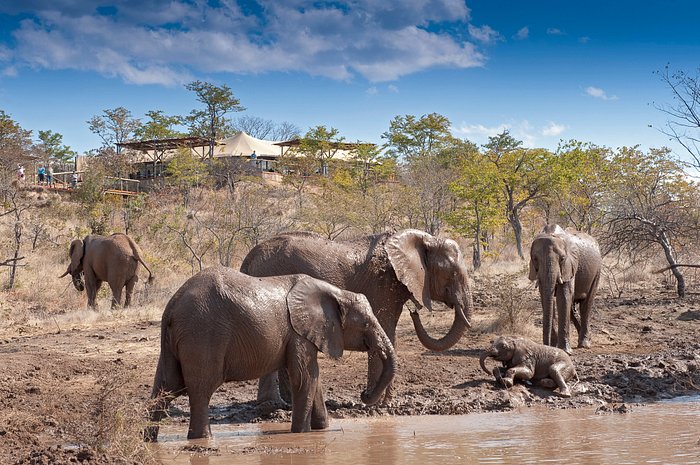 Elephant Camp ( worm farm)