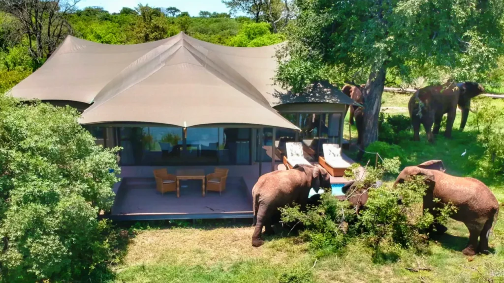 Elephants at Your Plunge Pool