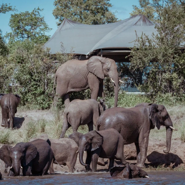 Elephants outside safar tent at the Old drift lodge