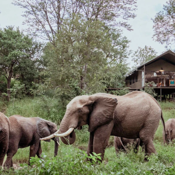 Balcony view of the lodge overlooking Elephants