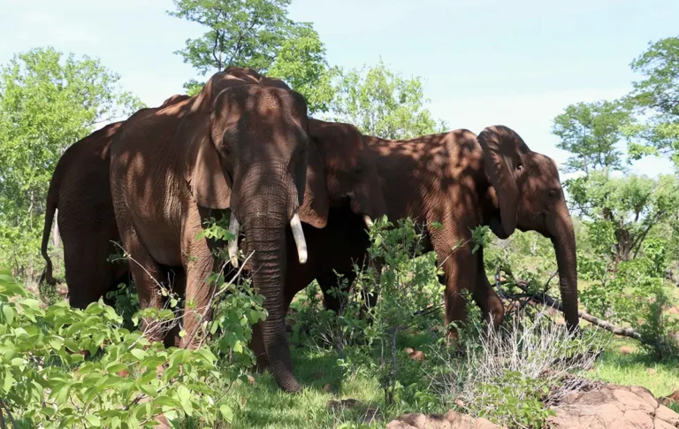 Guest meeting elephants at Wild Horizons elephant encounter Victoria Falls