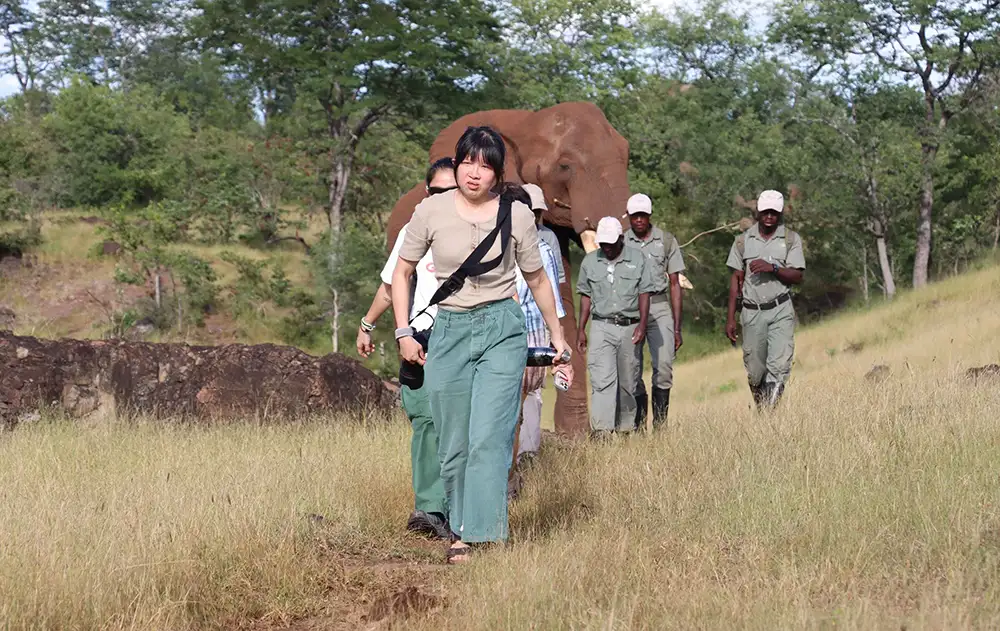 Close but respectful interaction with the elephant herd — sanctuary setting, natural behaviour, unposed. Avoid any imagery suggesting riding or staging.