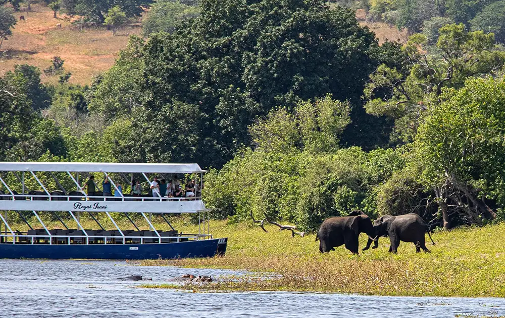 Large elephant herd at the Chobe River from the boat — dramatic numbers, wide shot, water in the foreground. This is the image that sells the Chobe day. Avoid tight portraits.