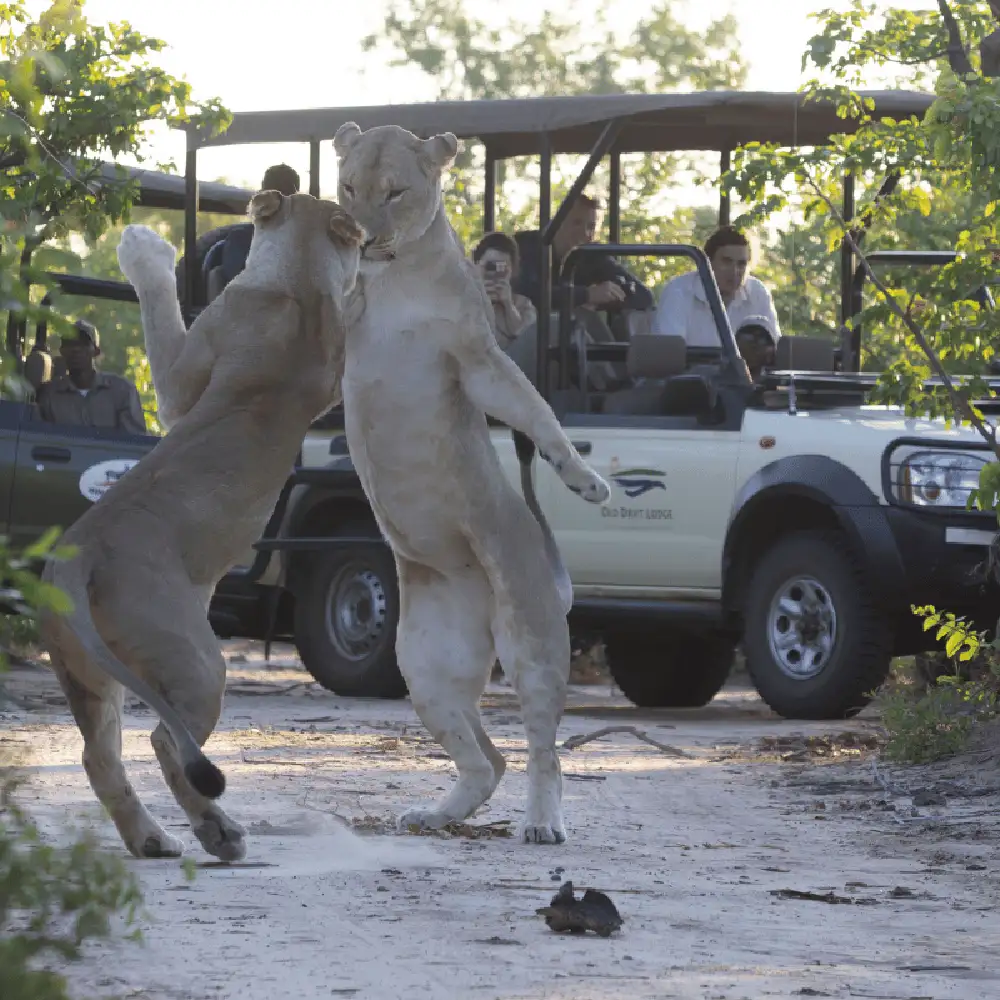Wildlife sighting from the game drive vehicle in Zambezi National Park — riverside setting, early morning light. Elephant, lion, or buffalo are the strongest subjects.