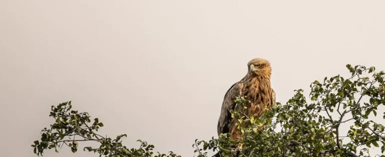 Chobe day trip eagle sighting.