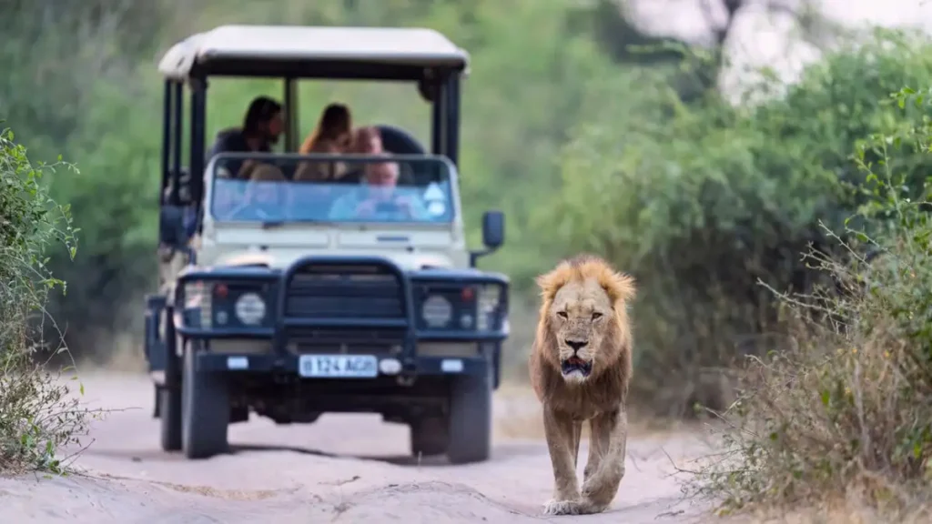 Morning game drive in Chobe National Park, Botswana