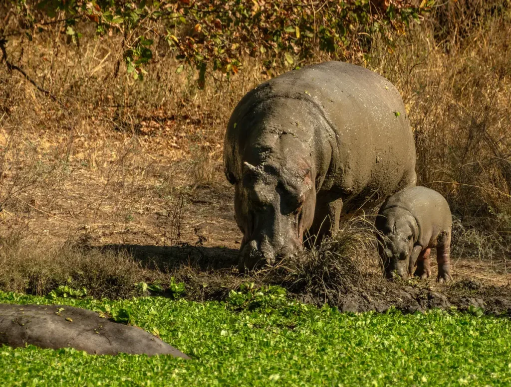 Hippos along the Chobe River, Chobe National Park
