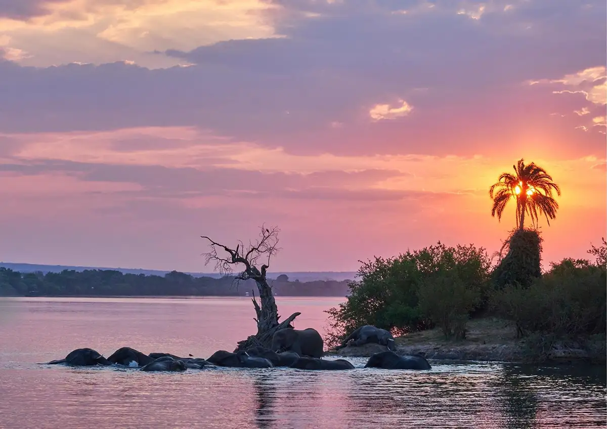 Elephants at the water's edge on the upper Zambezi in late afternoon light.