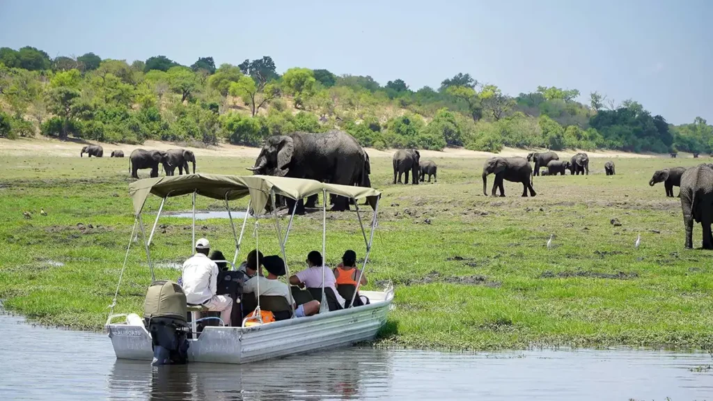 A herd of elephants at the Chobe River in Botswana, a full-day trip from Victoria Falls