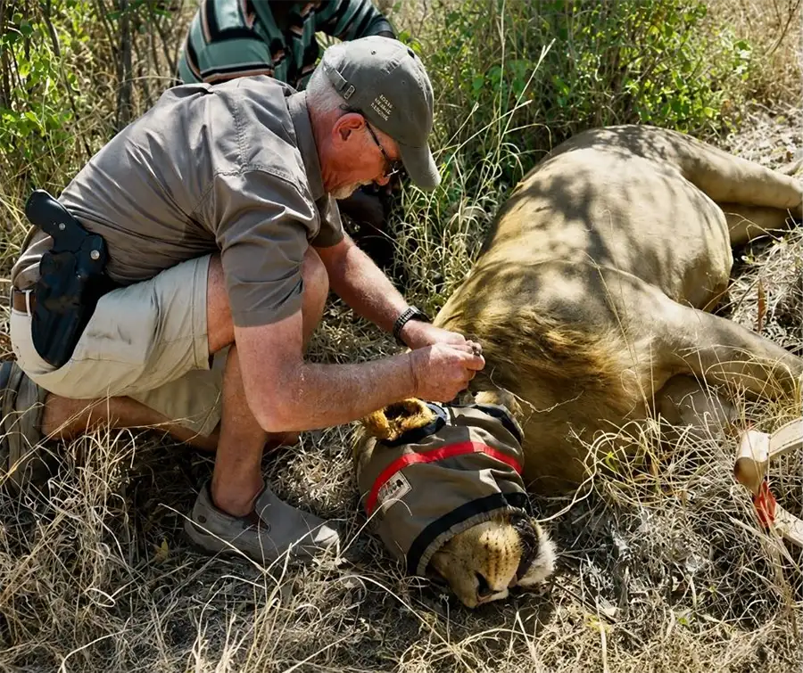 A Wild Horizons Wildlife Sanctuary team member caring for wildlife near Victoria Falls