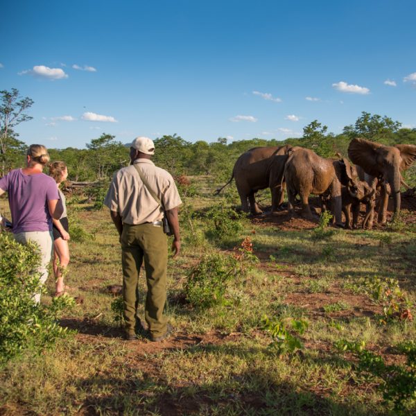 Elephant encounter gallery images