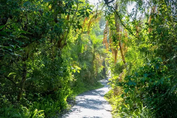 Walking path through the Victoria Falls rainforest, Zimbabwe