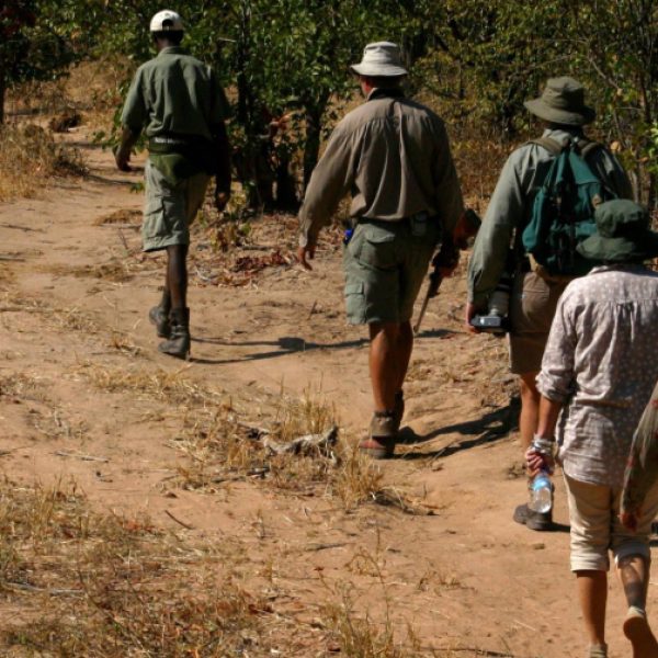 Walking safaris (1)