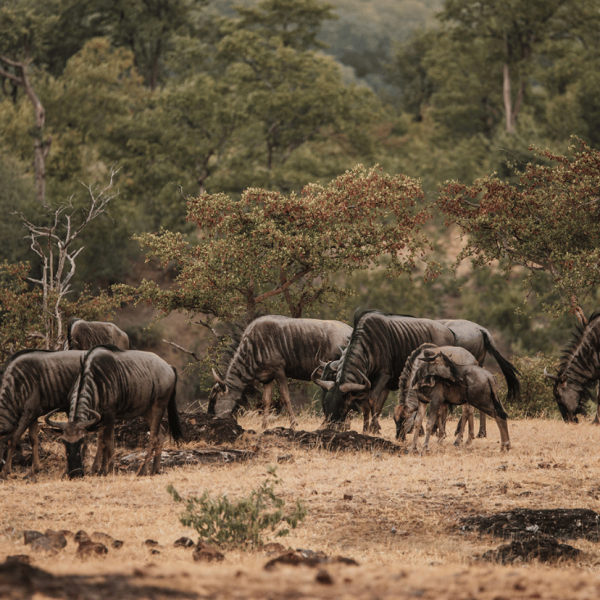 Zambezi Nat Park 885 by 828-2