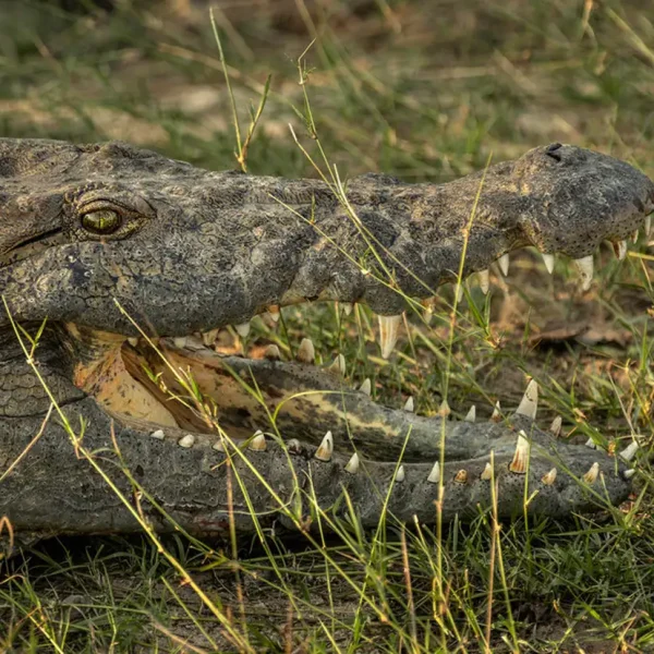 Crocodile basking on the banks of the Chobe River