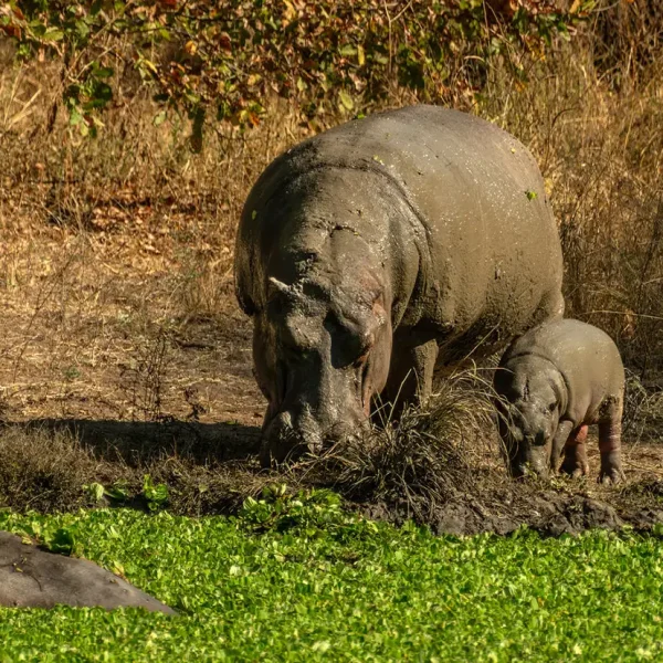Hippos along the Chobe River