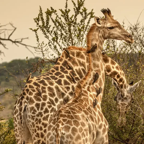 Chobe day trip with lunch cruise on the Chobe River – Magnificent Chobe Vistas