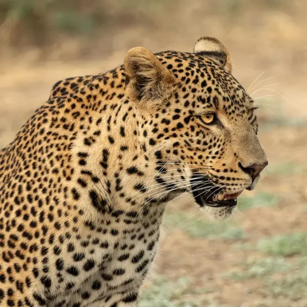 Spot a leopard in Chobe National Park, Botswana